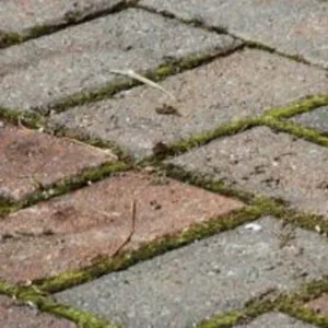 pavers-with-fungus-1-300x210-600h