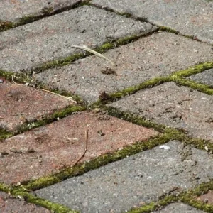 pavers-with-fungus-1-600h